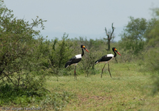 Sattelstorch (8 von 9).jpg